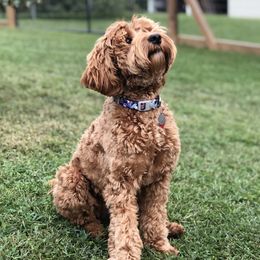 Willow - Australian Labradoodle