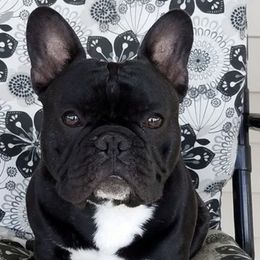 French Bulldogs from SullyBee French Bulldogs