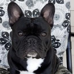 French Bulldogs from SullyBee French Bulldogs