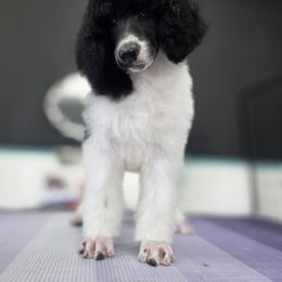 Cannoli - Parti male Poodle puppy in Parker, Colorado from Pawsh K9’s