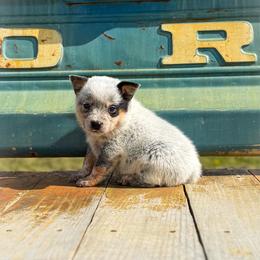 Blue collar - Blue speckled male Australian Cattle Dog puppy in Spokane, Washington from 4D Cattle Dogs