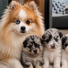 German Shepherds and Pomeranians from Twisted D's Dog and Pony Show