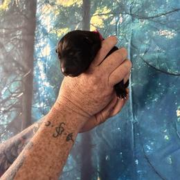 Sheepstealer - Black brindle male Dutch Shepherd puppy in Lawtey, Florida from Berserker Malinois Kennel