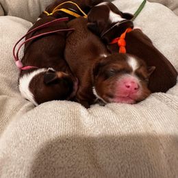 Havanese Puppies from HavaReese Havanese