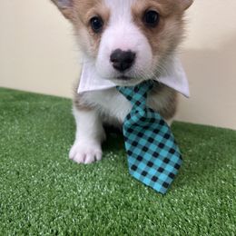 Pembroke Welsh Corgi Puppies from Chases Dream Kennel
