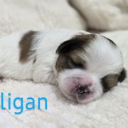 Gilligan - Brown and white male Shichon puppy in Ronda, North Carolina from Willow River