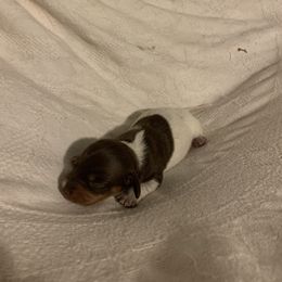 Dachshund Puppies from Howard's Hillside Farms