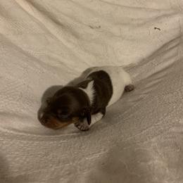 Dachshund Puppies from Howard's Hillside Farms