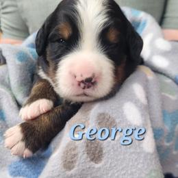 George - Black rust and white male Bernese Mountain Dog puppy in Auburn, Indiana from Swamp Creek Berners