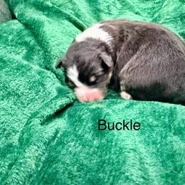 Buckle - Black tri-color female Australian Shepherd puppy in Vernal, Utah from Dancing M Kennels