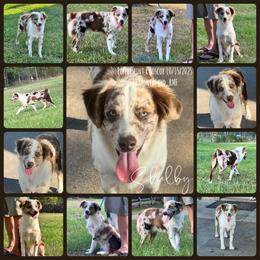 Shelby - Red merle female Miniature American Shepherd puppy in Huntington, Texas from JKKJ Farms, LLC