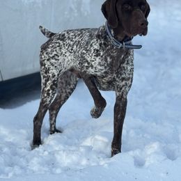 Goose - German Shorthaired Pointer