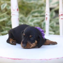 Dachshund Puppies from Iowa Dachshunds