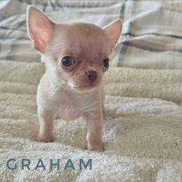 Graham - Fawn male Chihuahua puppy in Joliet, Illinois from Chihuahua and frenchie favs