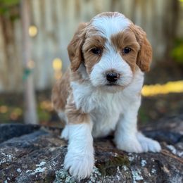 Peg - Red  female Goldendoodle puppy in Twin Falls, Idaho from Magic Valley Family Doodles
