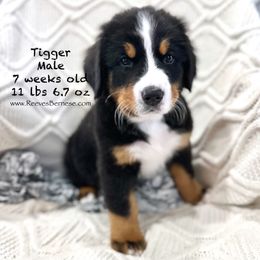 Tigger - Black & Orange - Black rust and white Bernese Mountain Dog puppy in Lehi, Utah from Reeves Bernese