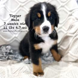 Tigger - Black & Orange - Black rust and white Bernese Mountain Dog puppy in Lehi, Utah from Reeves Bernese