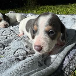 Girl 4 - Piebald female Dachshund puppy in Stockton, California from Royalty Weenies