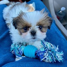 Shih Tzu Puppies from Willow Lane Shih Tzus
