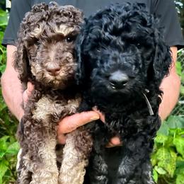 Poodle puppies from Good Friend Poodles