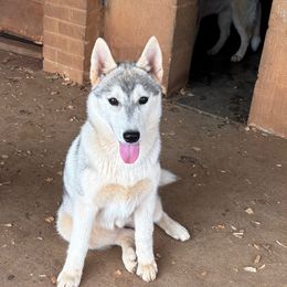 Girl 1 - Gray and white female Siberian Husky puppy in Loudon, Tennessee from Kristari Siberians