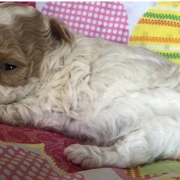 Poodle Puppies from S.H.A.R.P.’s Toy Poodles