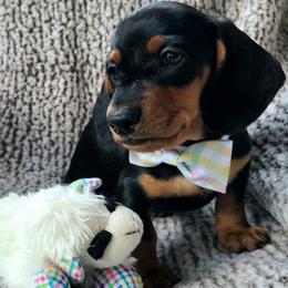 Charly (now Willie) - Black and tan male Dachshund puppy in Waynesboro, Tennessee from Owl Hollow Farm Miniature Dachshunds