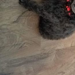 Poodle Puppies from RK'S Pets