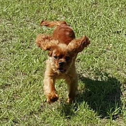 Cavalier King Charles Spaniel Puppies from Tanglewood Cavaliers