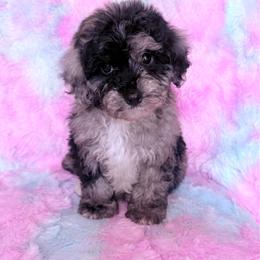 Mr. Diamond - Merle male Cavapoo puppy in Knoxville, Tennessee from Rocky Top Cavapoos