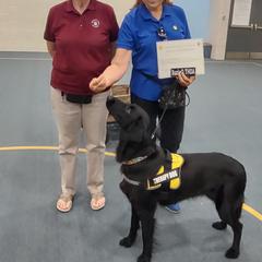 Flat-Coated Retriever All Grown Up from PrairieFlats
