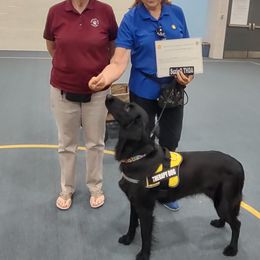 Flat-Coated Retriever All Grown Up from PrairieFlats
