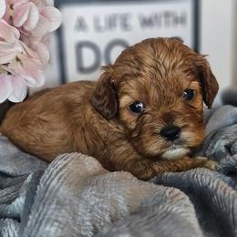 Rustler - Red male Cavapoo puppy in Decatur, Illinois from Petite Pups