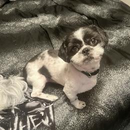 Shih Tzu Puppies from Adams Pawsitive Pawfection