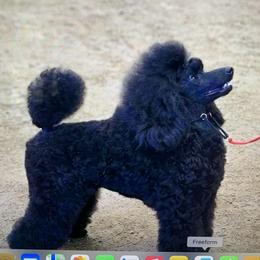 Ruby - Poodle
