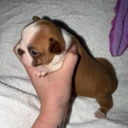 Girl 1 - Red female Boston Terrier puppy in Ringgold, Georgia from A-K Boston Terriers
