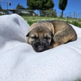 Girl 3 - female German Shepherd puppy in Klamath Falls, Oregon from Von Merkley German Shepherds