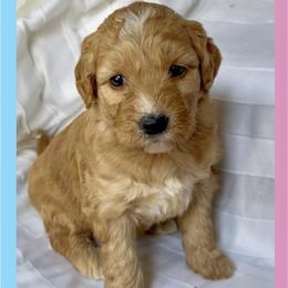 Blush - Apricot female Goldendoodle puppy in Sterling, Connecticut from Justine’s Retrievers and Doodles