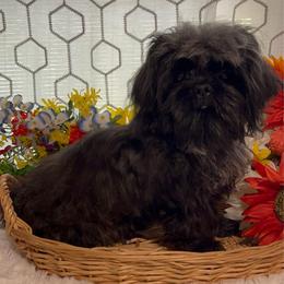 AKC Bling Bling - Black and white male Shih Tzu puppy in Elgin, South Carolina from Silver Bells Paw Prints