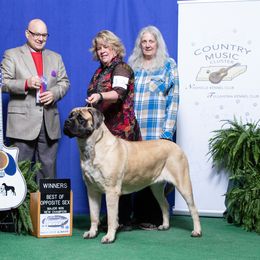 Mastiff Puppies from Celtic's Mastiffs