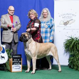 Mastiff Puppies from Celtic's Mastiffs