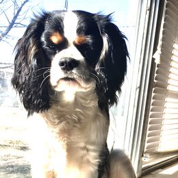 Cavalier King Charles Spaniels from Cimarron Frontier Doodles