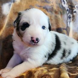 Frosty - Blue merle male Border Collie puppy in Morgan, Texas from Shooting Star Ranch