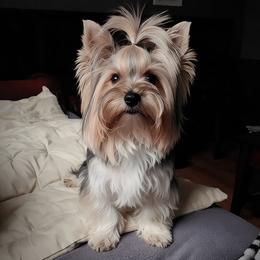 Chloe - Biewer Terrier