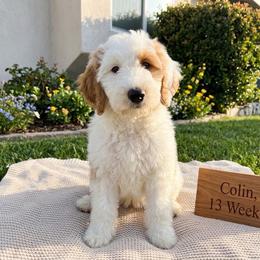 Colin - Parti male Goldendoodle puppy in Barstow, California from Golden Desert Doodles