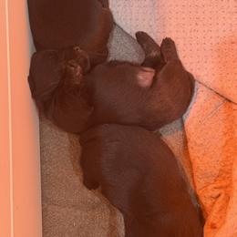 Boy 2 - Black male Scottish Terrier puppy in Wellston, Ohio from White Apple Kennel