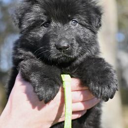 Julia - Black female German Shepherd puppy in Nacogdoches, Texas from Vom Hausgladfel
