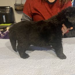 Newfoundland Puppies from Burning Embers Newfoundlands