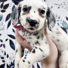 Polly Pocket - White and black female Dalmatian puppy in Gray, Georgia from Fuller Spots