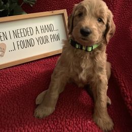 Goldendoodle Puppies from Goldendoodlefamily